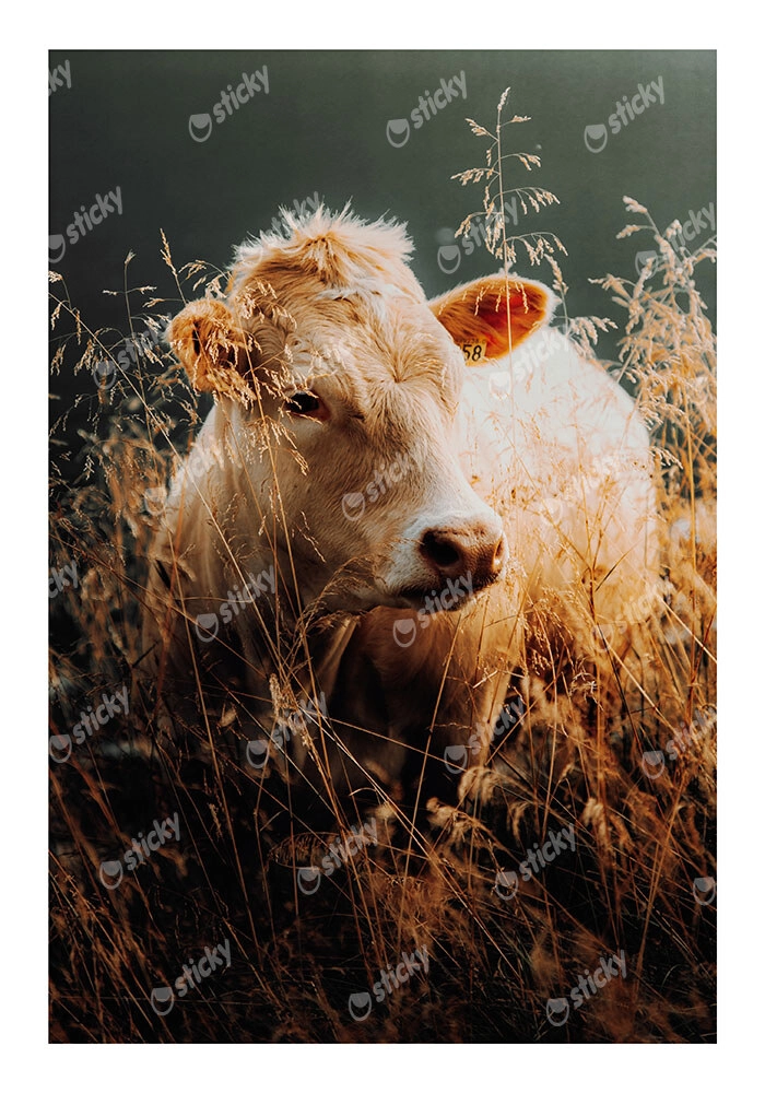 Poster RUSTIC FARMHOUSE COW 5