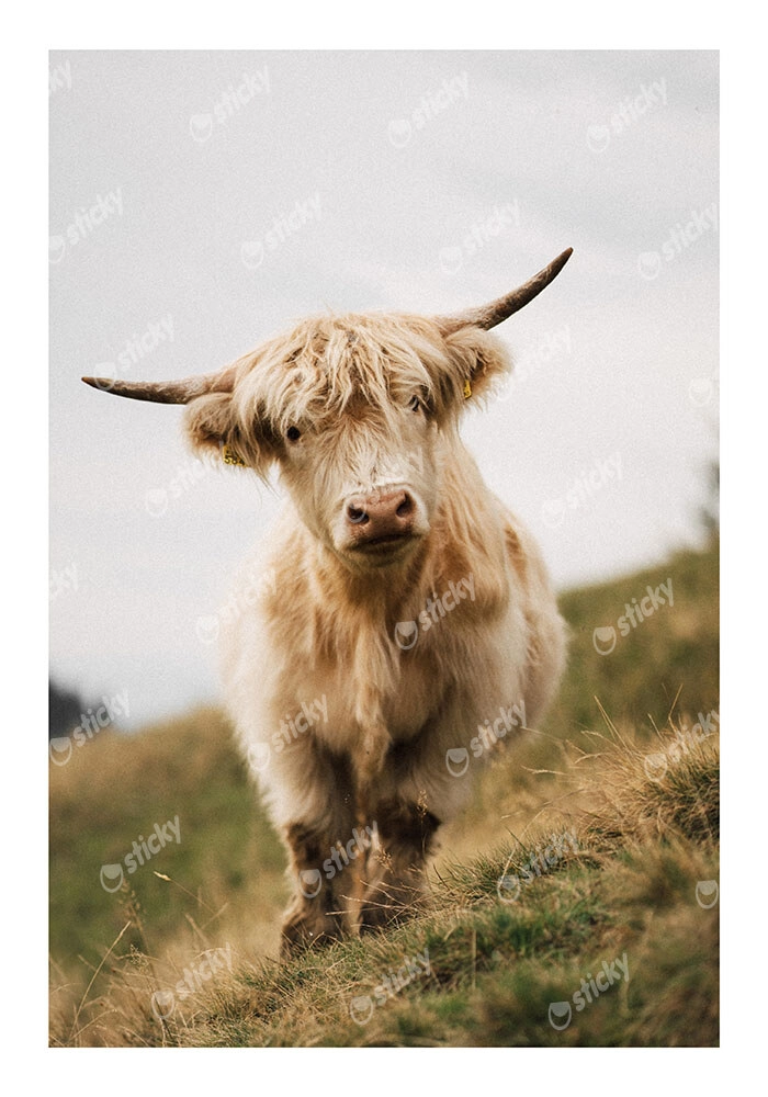 Poster RUSTIC FARMHOUSE COW 6
