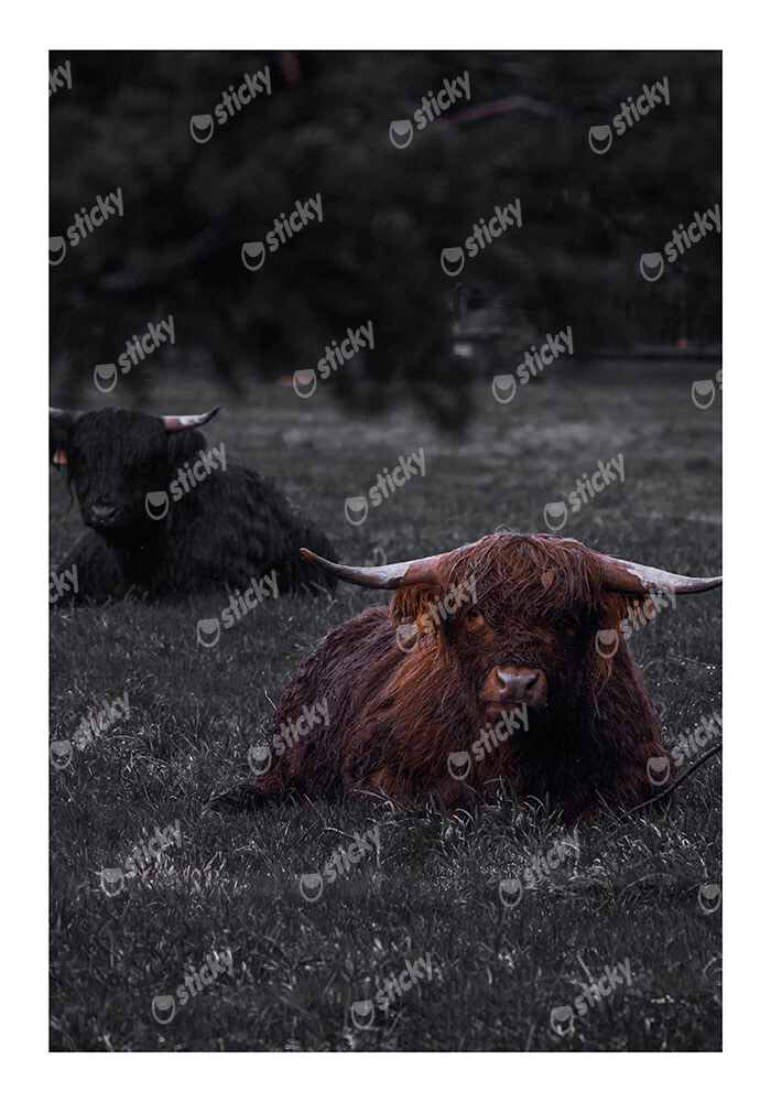 Poster RUSTIC FARMHOUSE COW 8