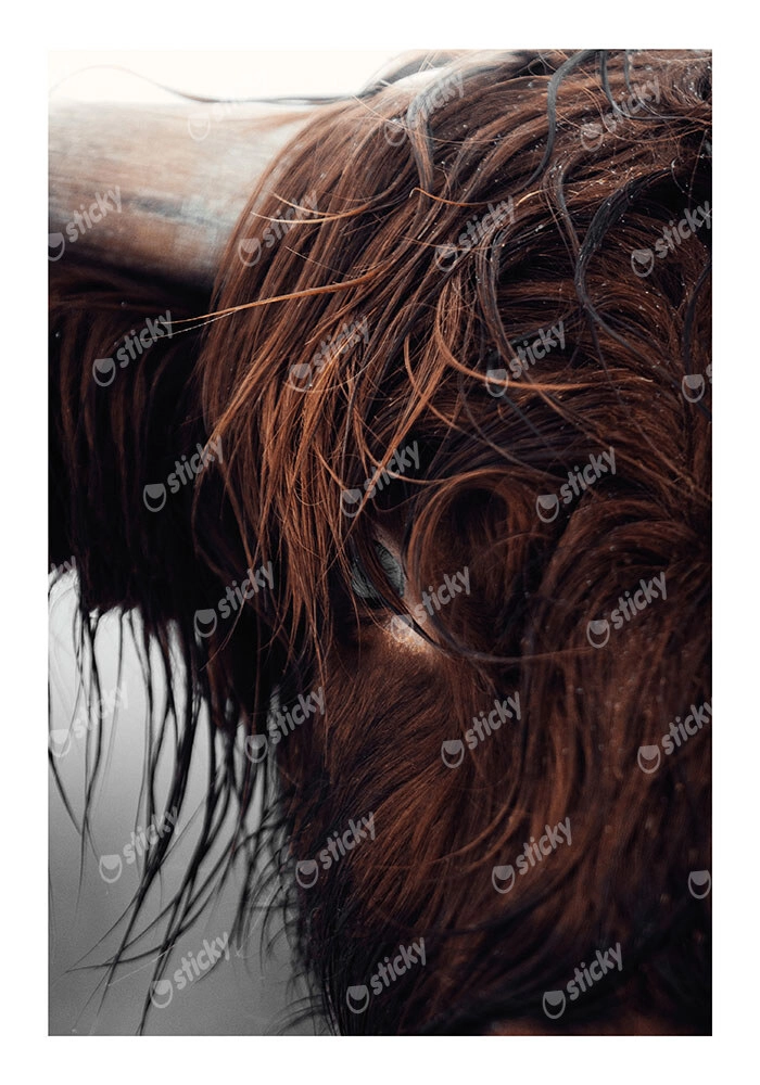 Poster RUSTIC FARMHOUSE COW 10