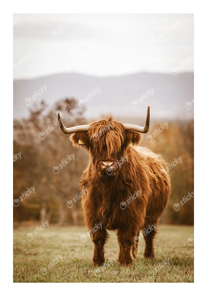 Poster RUSTIC FARMHOUSE COW 11