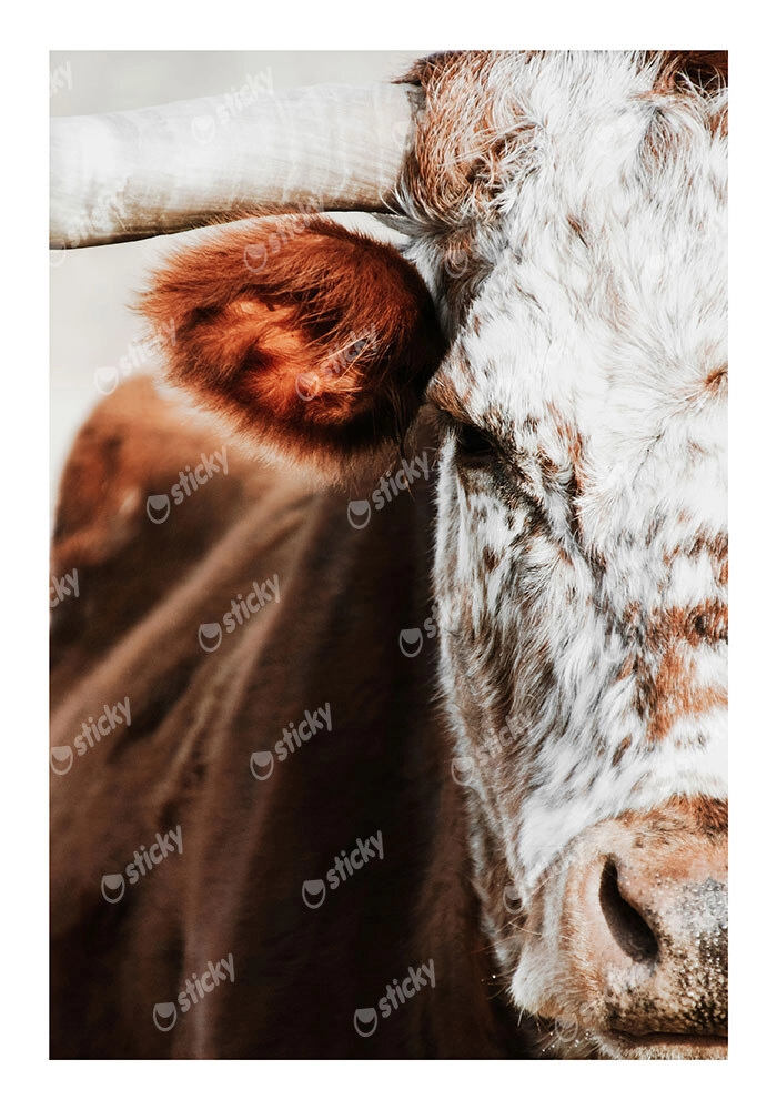 Poster RUSTIC FARMHOUSE COW 13