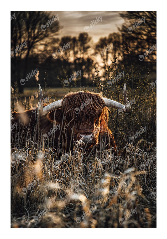 Poster RUSTIC FARMHOUSE COW