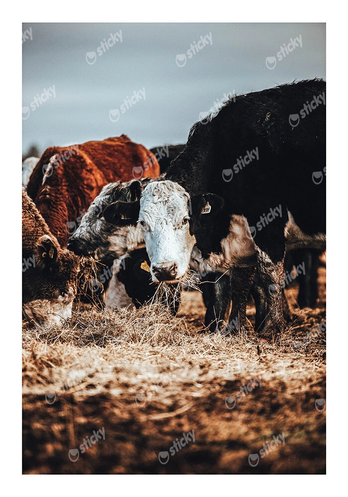 Poster RUSTIC FARMHOUSE COWS 2
