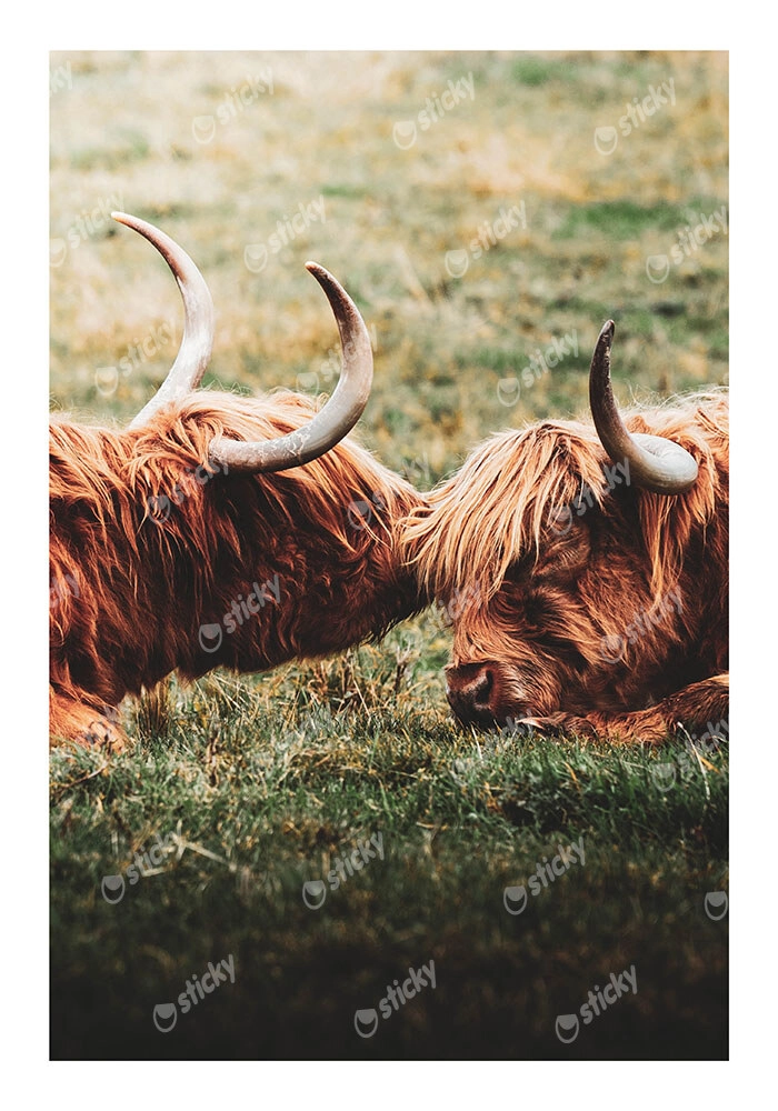 Poster RUSTIC FARMHOUSE COWS 3