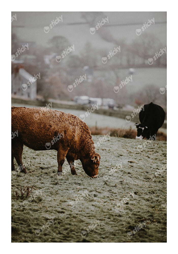 Poster RUSTIC FARMHOUSE COWS 4