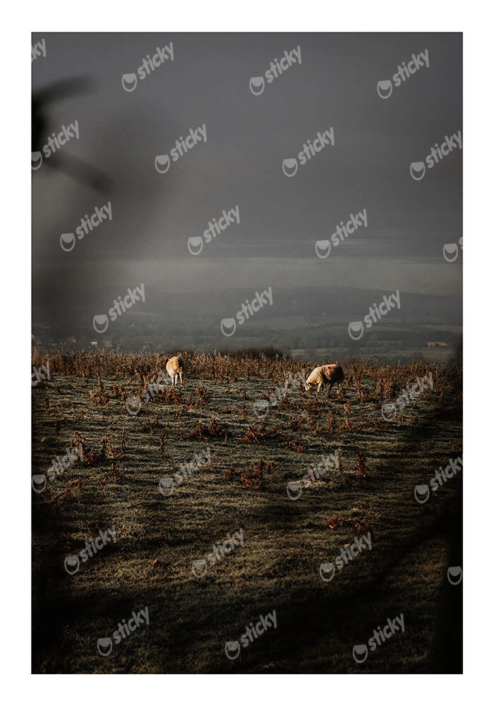 Poster RUSTIC FARMHOUSE COWS 5