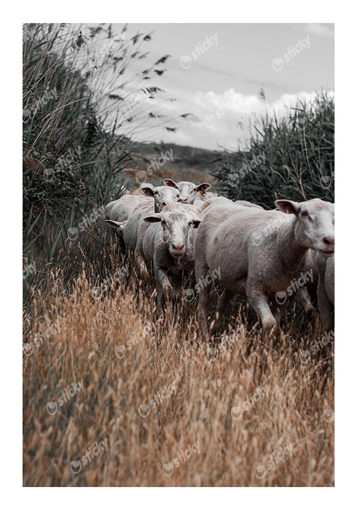 Poster RUSTIC FARMHOUSE COWS 6