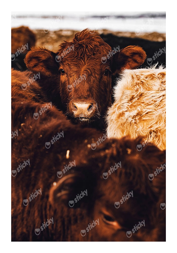 Poster RUSTIC FARMHOUSE COWS 7