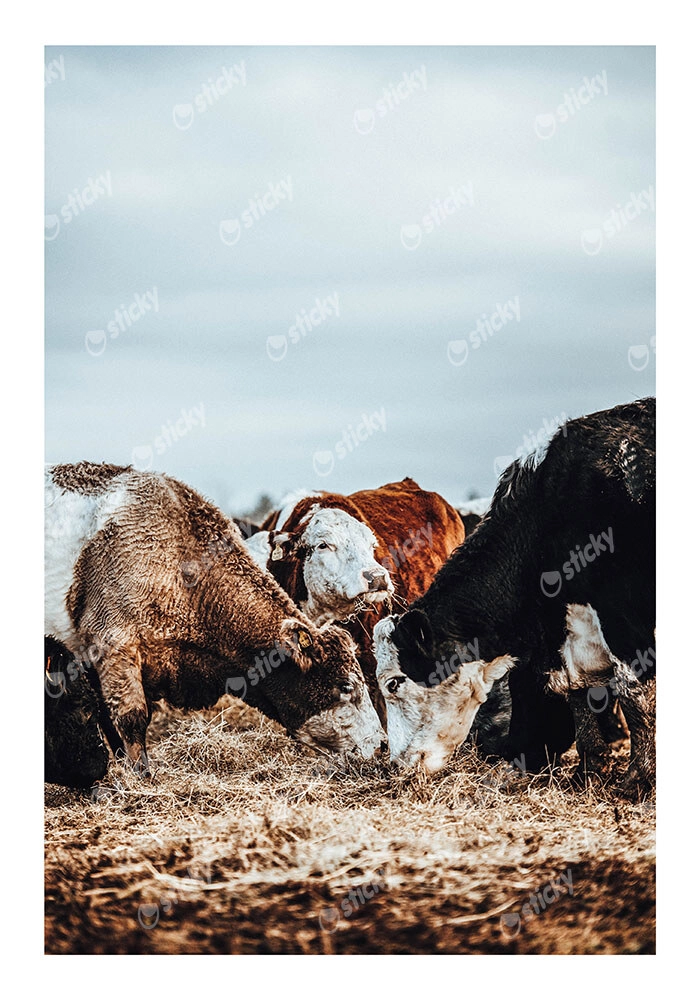 Poster RUSTIC FARMHOUSE COWS