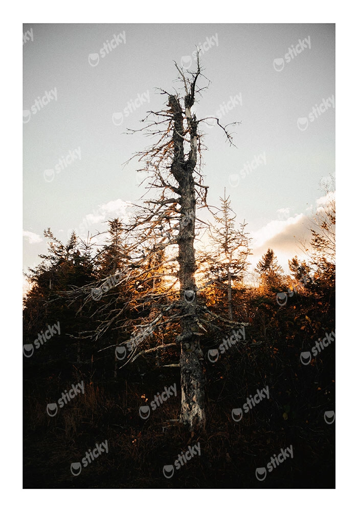 Poster RUSTIC FARMHOUSE DEAD TREE