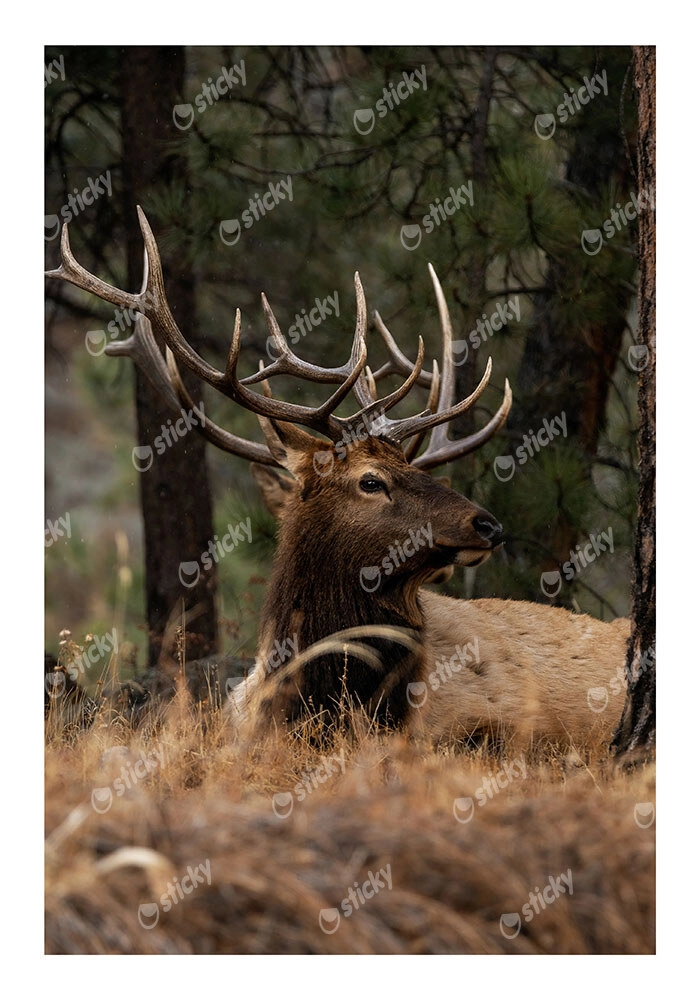 Poster RUSTIC FARMHOUSE DEER 2