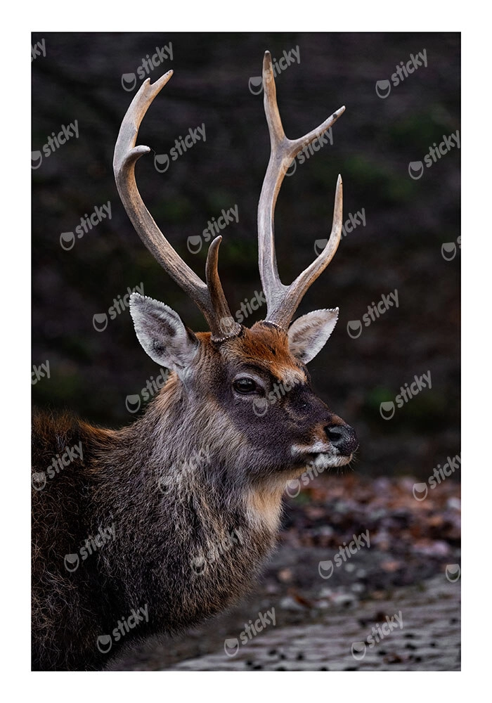 Poster RUSTIC FARMHOUSE DEER 3