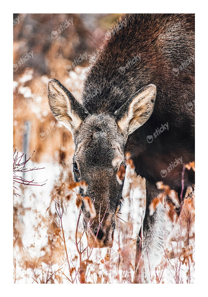 Poster RUSTIC FARMHOUSE DEER