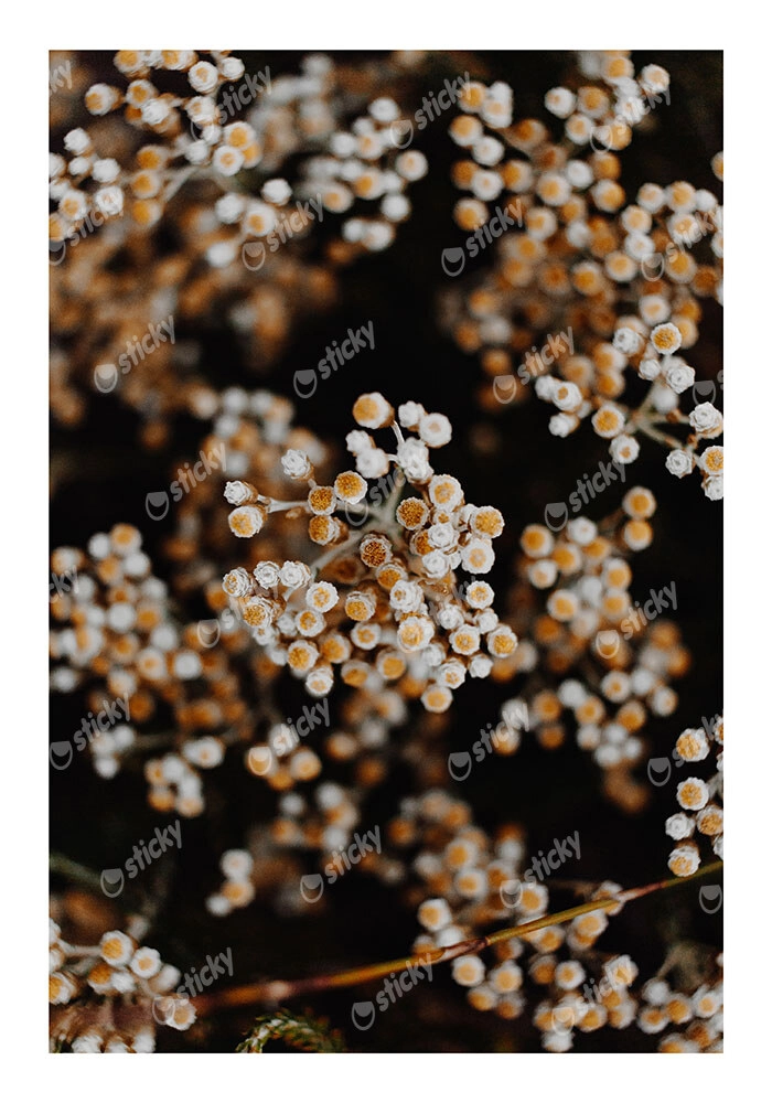Poster RUSTIC FARMHOUSE DRIED FLOWERS 2