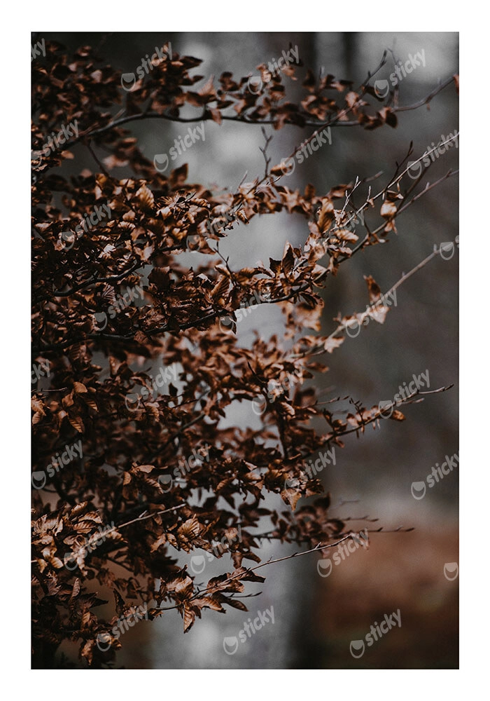 Poster RUSTIC FARMHOUSE DRIED LEAVES 4