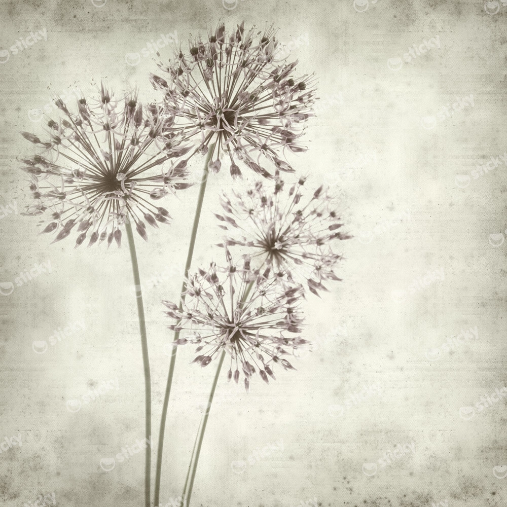 Πίνακας σε καμβά TEXTURED OLD PAPER BACKGROUND ALLIUM
