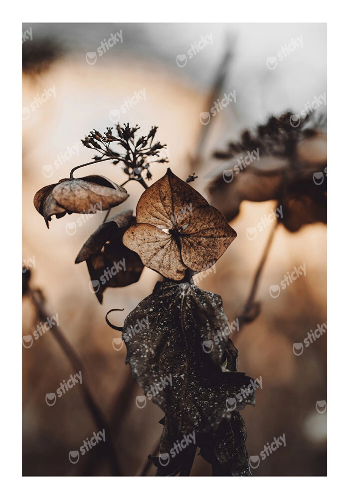 Poster RUSTIC FARMHOUSE DRIED LEAVES 5