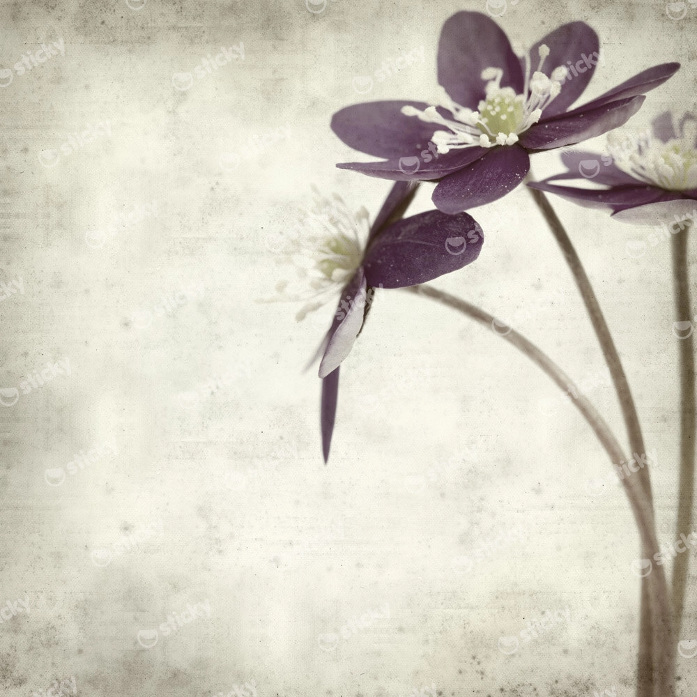 Πίνακας σε καμβά TEXTURED OLD PAPER BACKGROUND ANEMONE HEPATICA