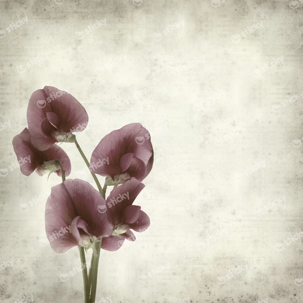 Πίνακας σε καμβά TEXTURED OLD PAPER BACKGROUND LATHYRUS TINGITANUS