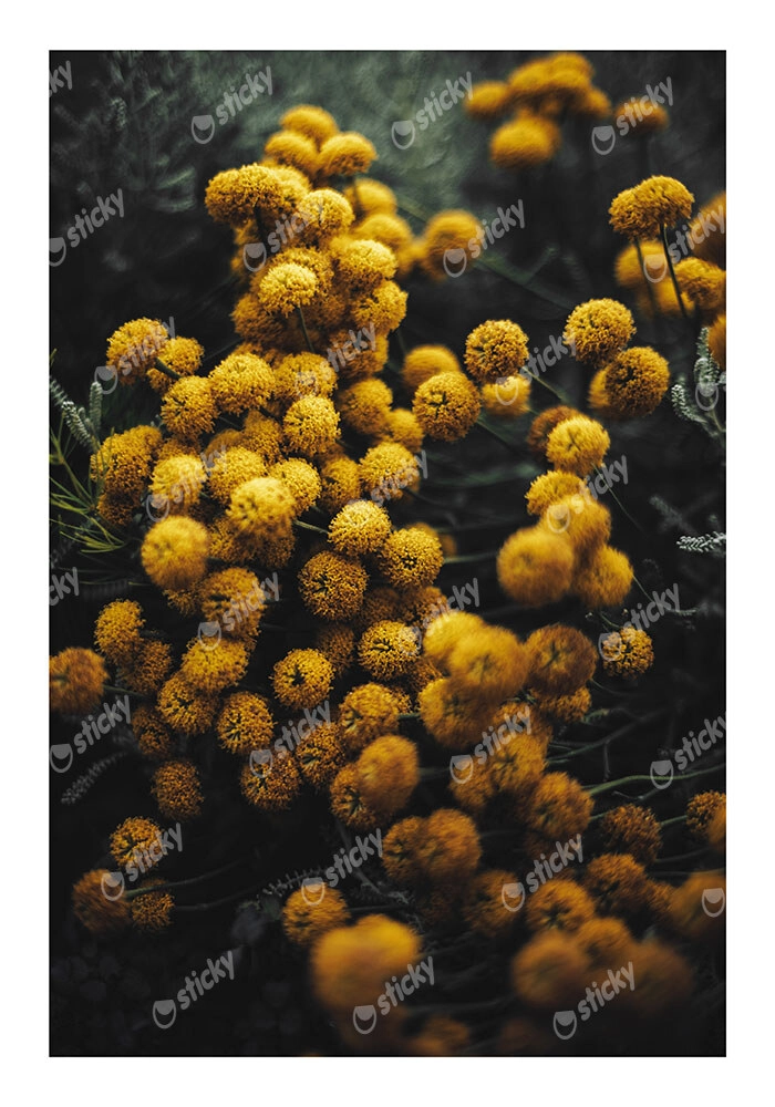 Poster RUSTIC FARMHOUSE FLOWERS 5