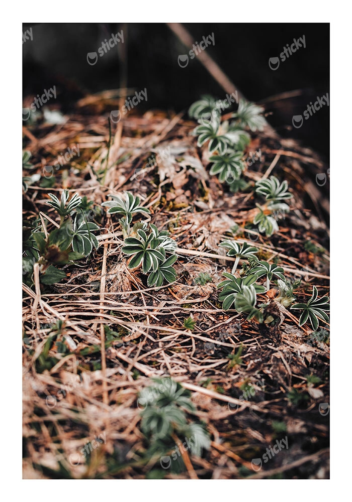 Poster RUSTIC FARMHOUSE FOREST FLOOR