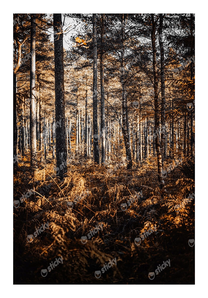 Poster RUSTIC FARMHOUSE FOREST TREES