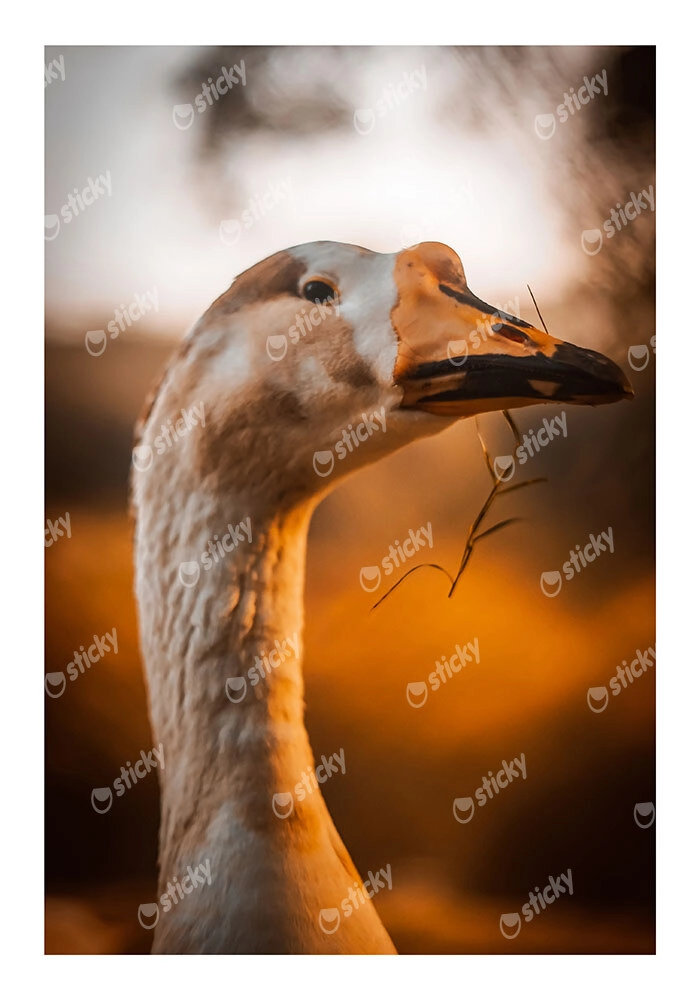 Poster RUSTIC FARMHOUSE GOOSE