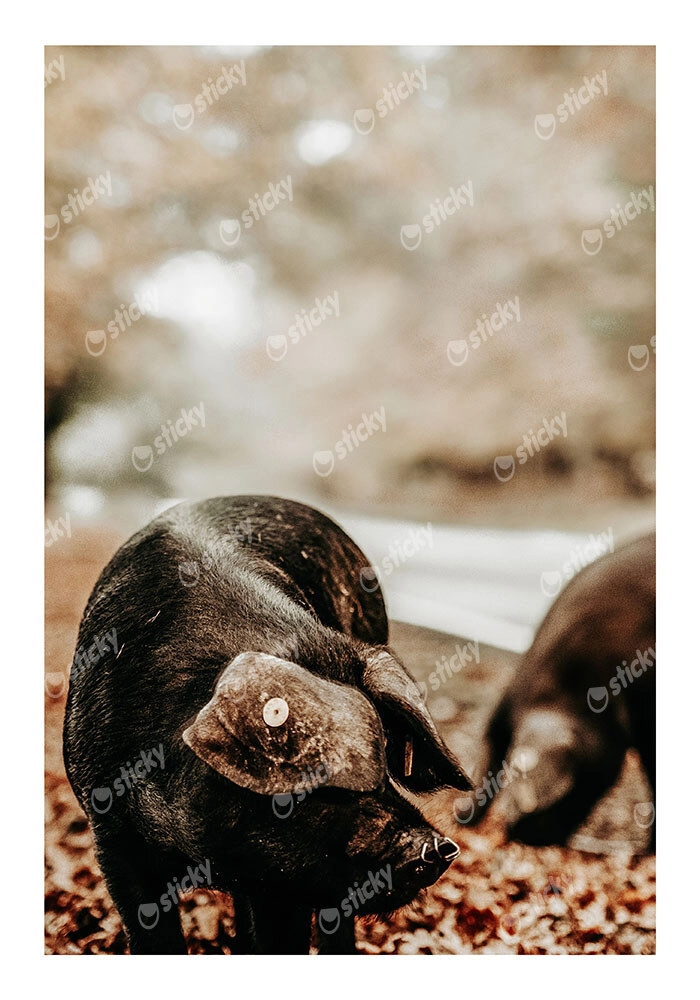 Poster RUSTIC FARMHOUSE HOG 3