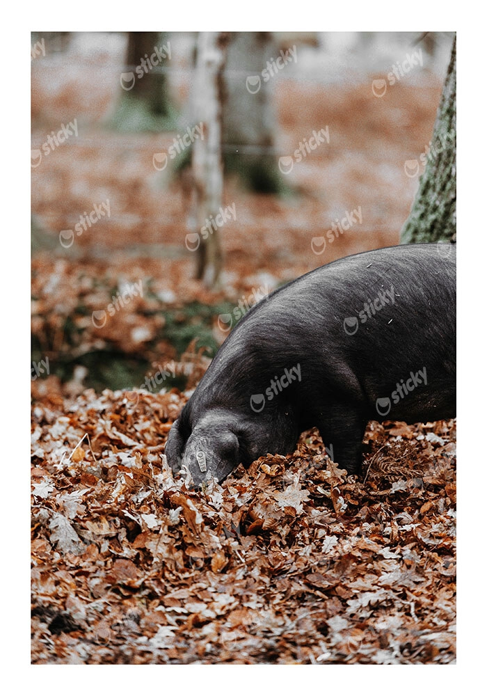 Poster RUSTIC FARMHOUSE HOG