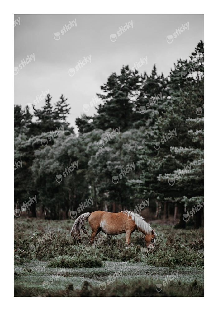 Poster RUSTIC FARMHOUSE HORSE 2