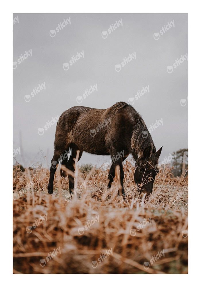Poster RUSTIC FARMHOUSE HORSE 3