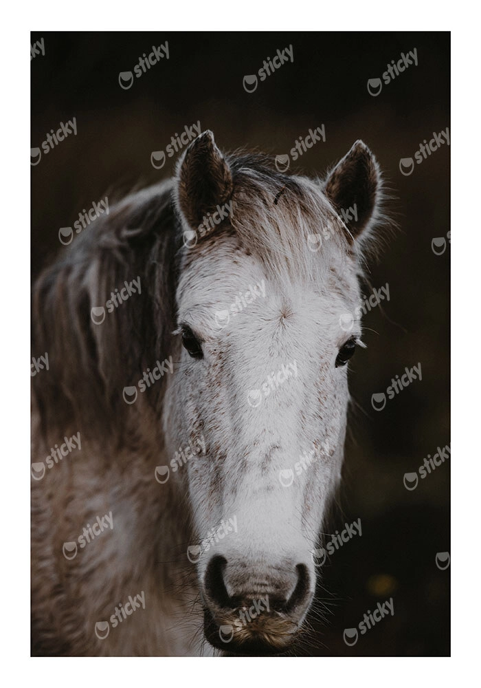 Poster RUSTIC FARMHOUSE HORSE 4