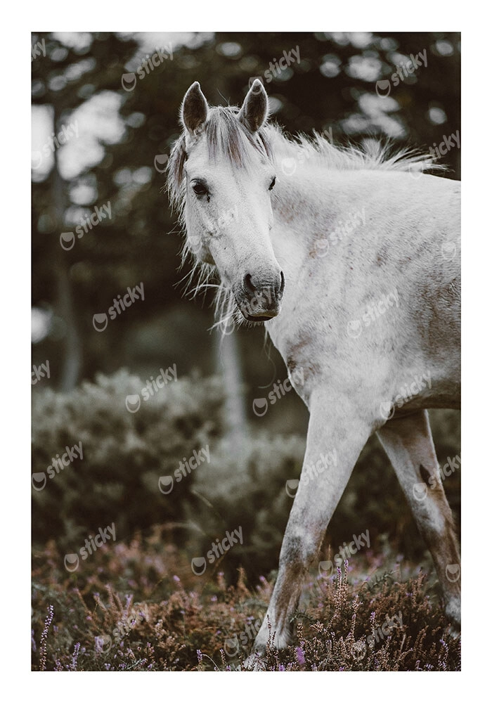 Poster RUSTIC FARMHOUSE HORSE 5