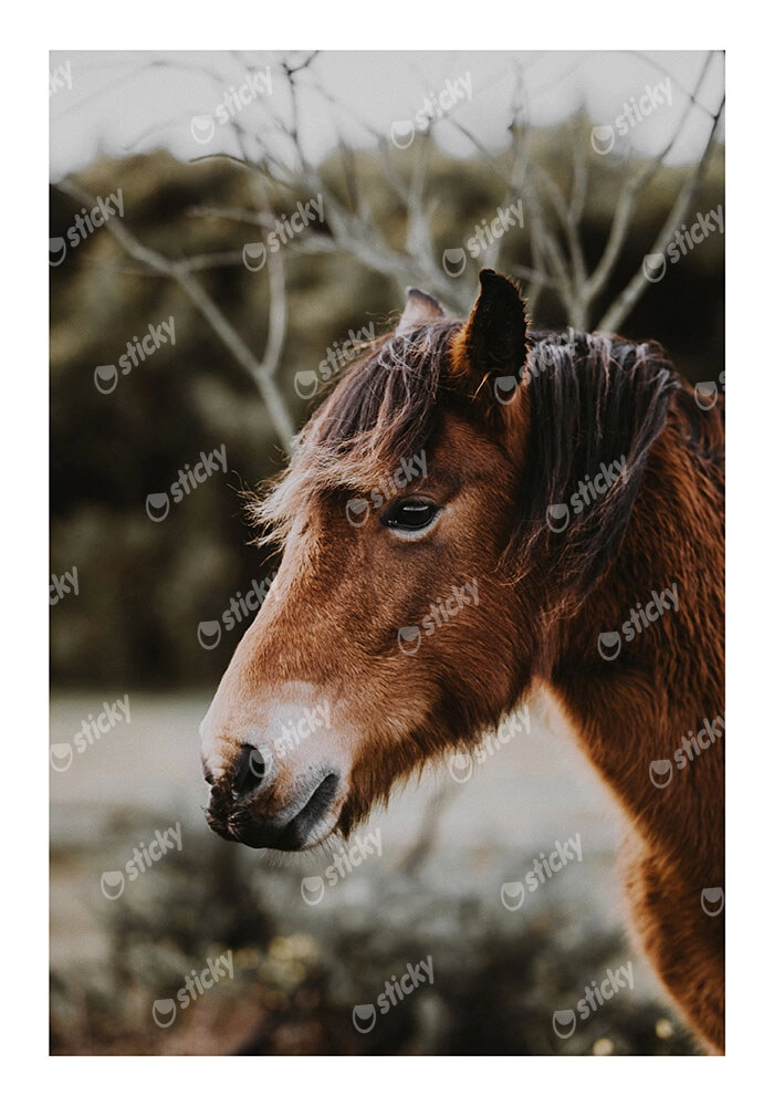 Poster RUSTIC FARMHOUSE HORSE 6