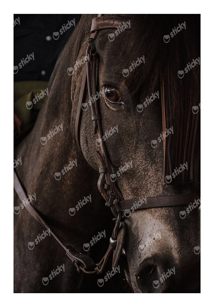 Poster RUSTIC FARMHOUSE HORSE 7