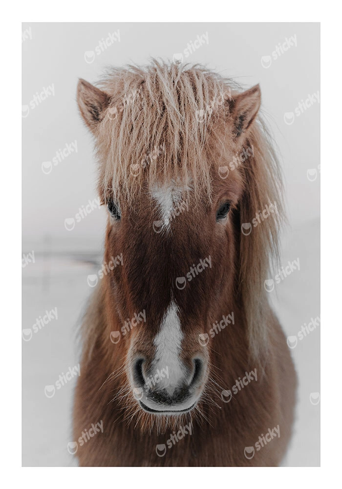 Poster RUSTIC FARMHOUSE HORSE 8