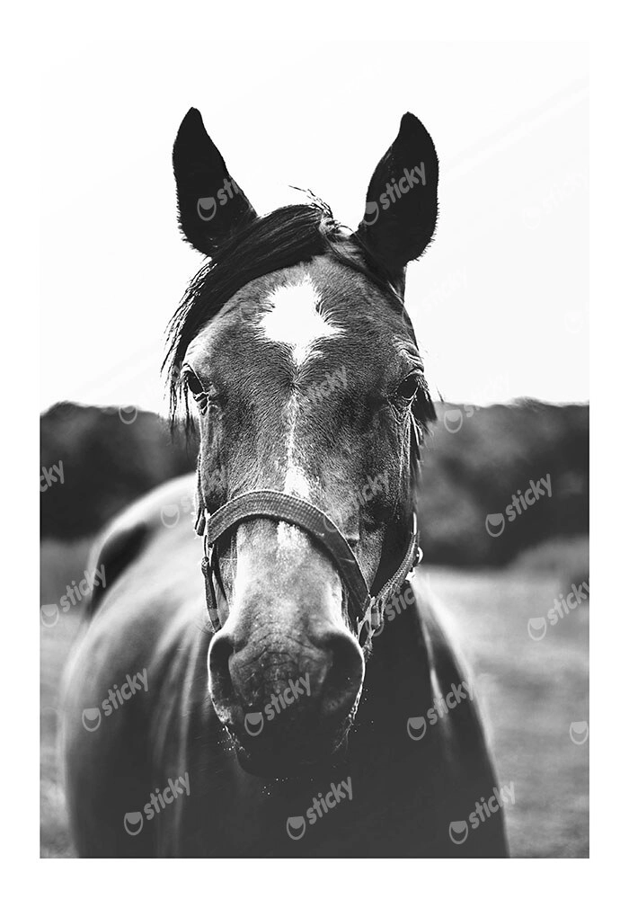 Poster RUSTIC FARMHOUSE HORSE 11