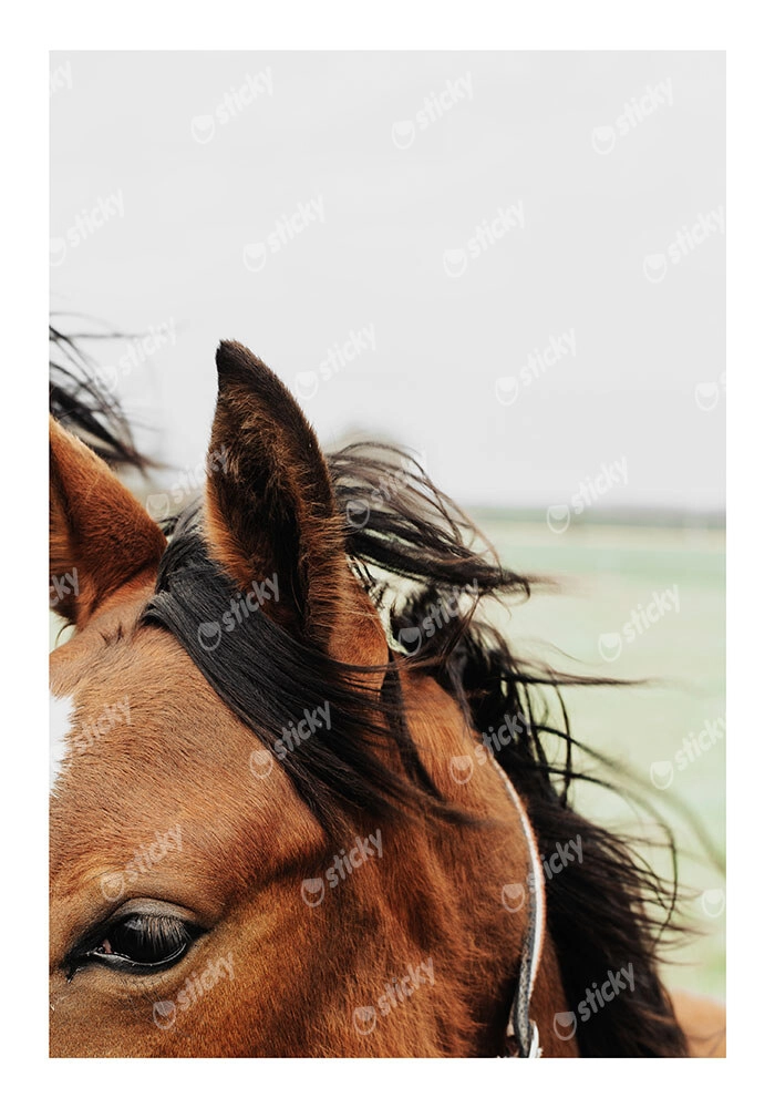 Poster RUSTIC FARMHOUSE HORSE 13