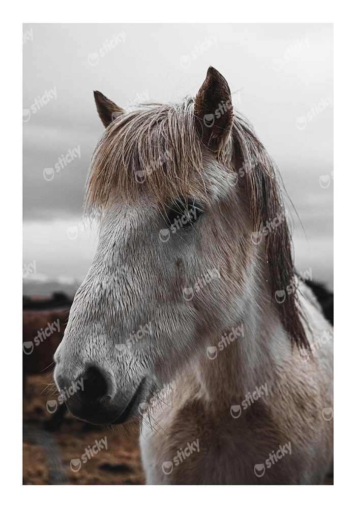 Poster RUSTIC FARMHOUSE HORSE 14