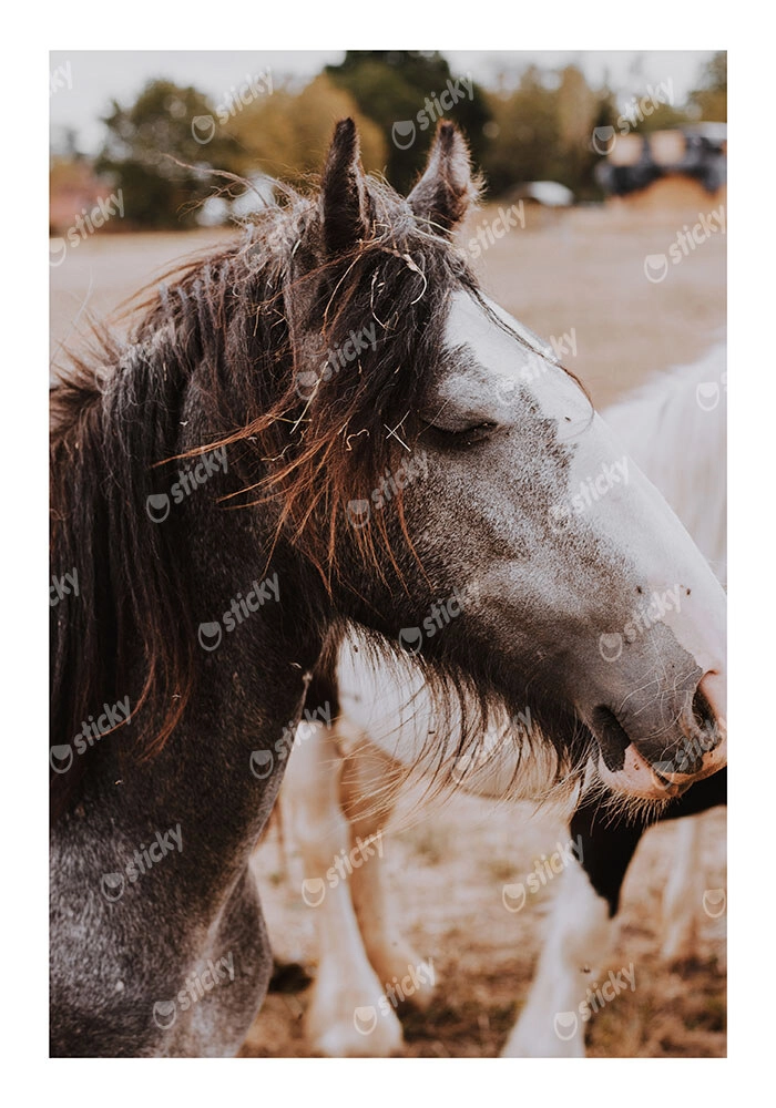 Poster RUSTIC FARMHOUSE HORSE 16
