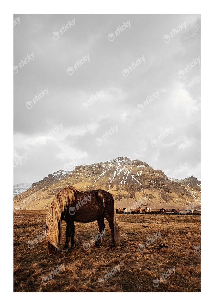 Poster RUSTIC FARMHOUSE HORSE 18