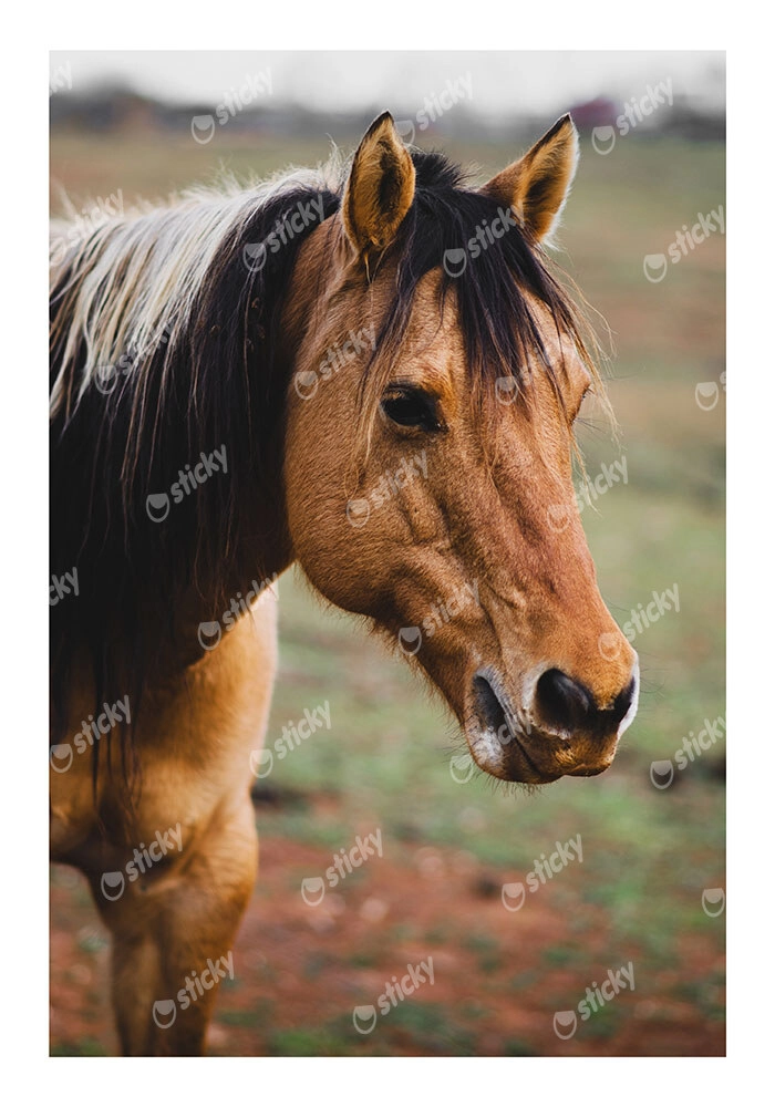 Poster RUSTIC FARMHOUSE HORSE 19