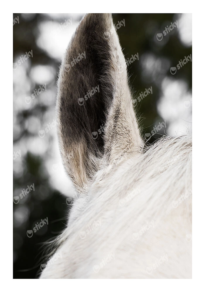 Poster RUSTIC FARMHOUSE HORSE EAR