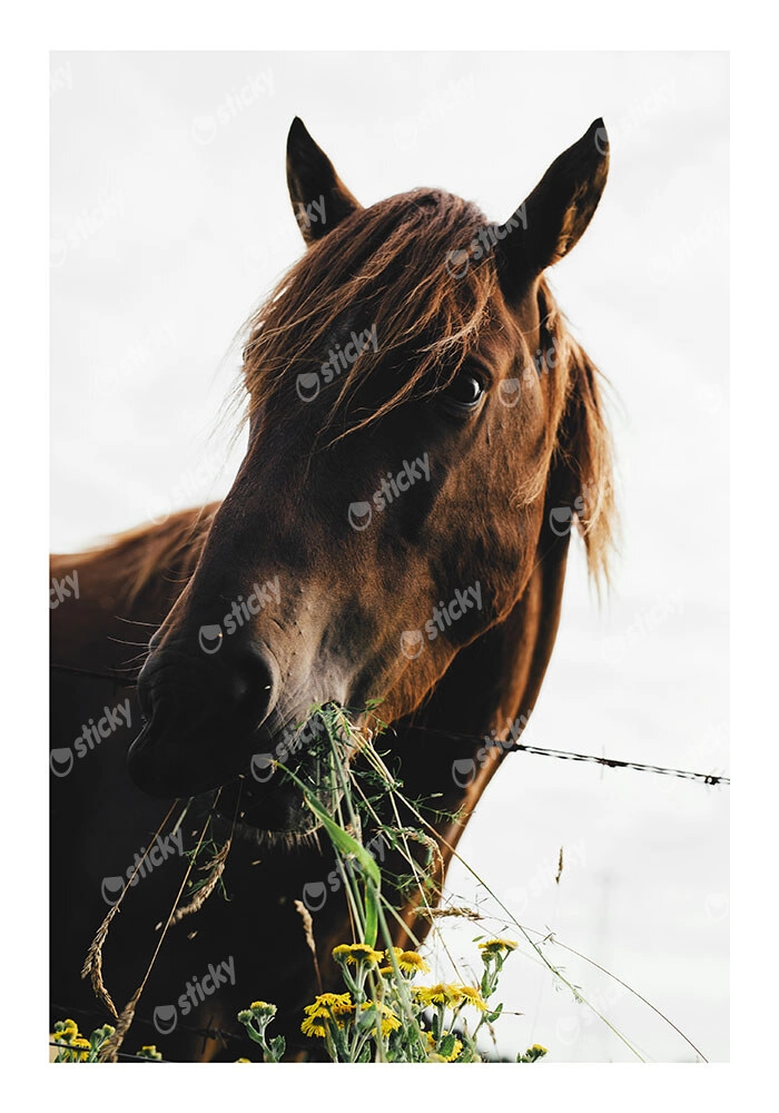 Poster RUSTIC FARMHOUSE HORSE EATING 2