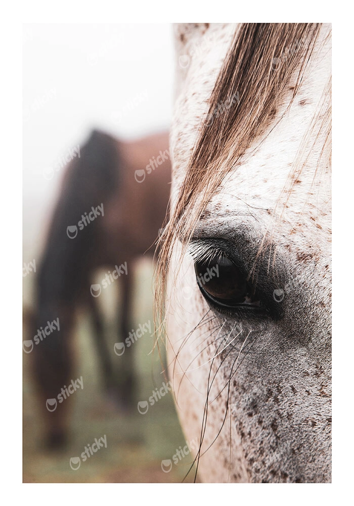 Poster RUSTIC FARMHOUSE HORSE EYE