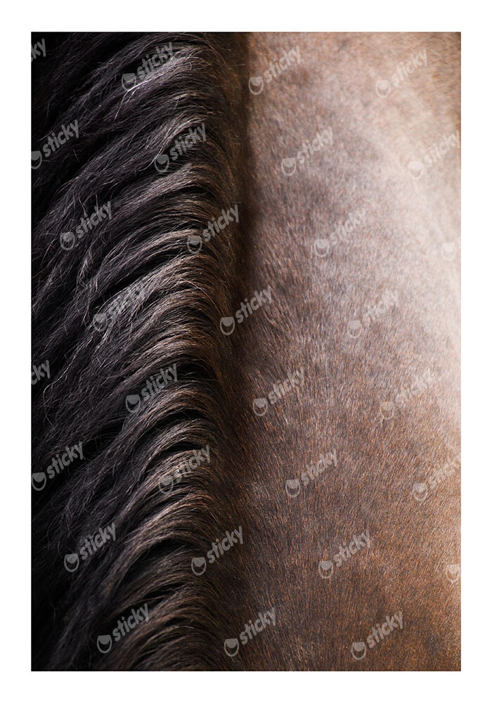 Poster RUSTIC FARMHOUSE HORSE HAIR