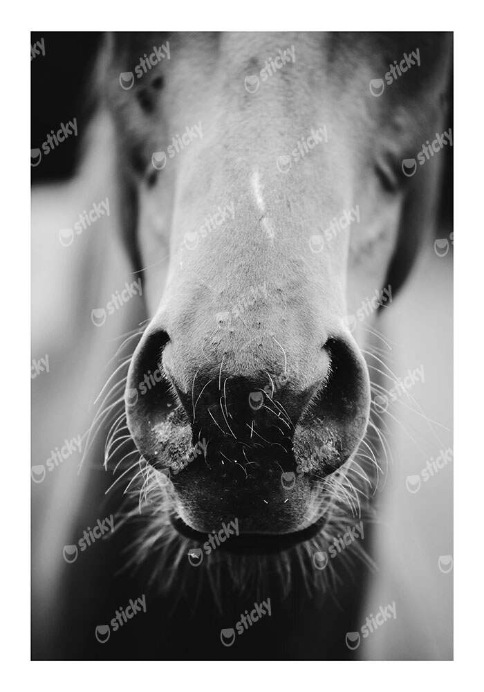 Poster RUSTIC FARMHOUSE HORSE MOUTH