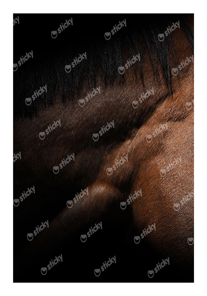 Poster RUSTIC FARMHOUSE HORSE MUSCLE