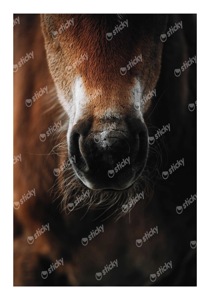Poster RUSTIC FARMHOUSE HORSE